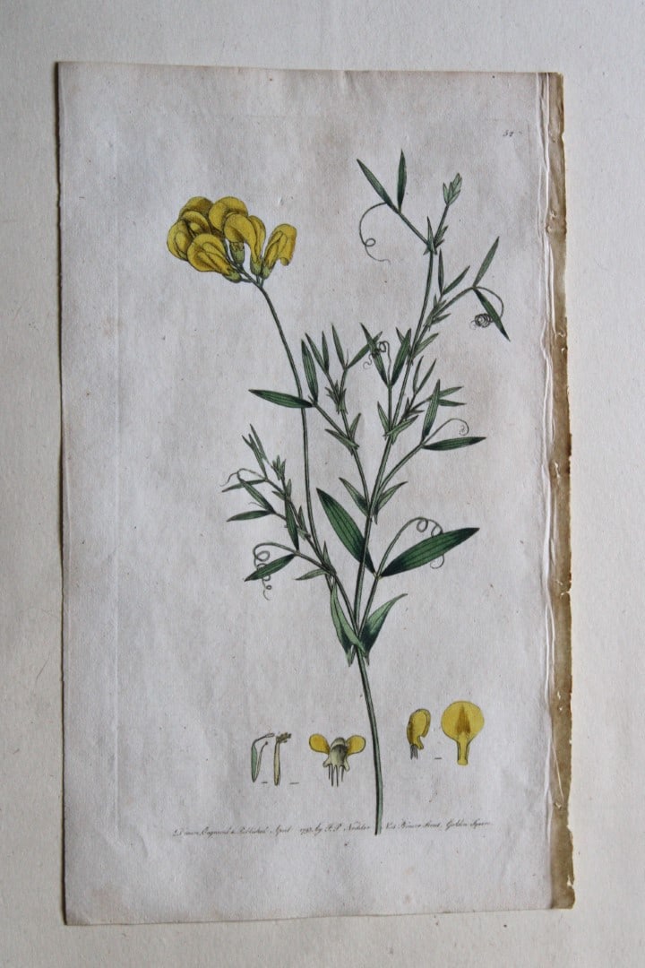 Engraving  by FP Nodder from Flora Rustica 1792 (1 of 1)