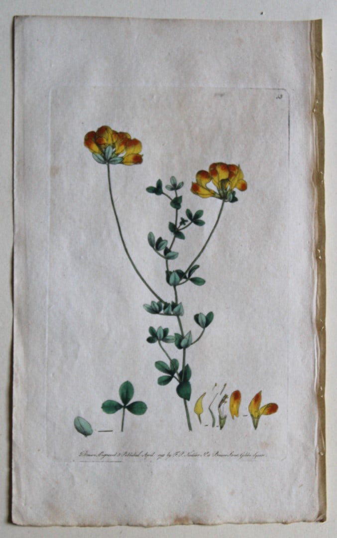 Engraving  by FP Nodder from Flora Rustica 1792 (1 of 1)