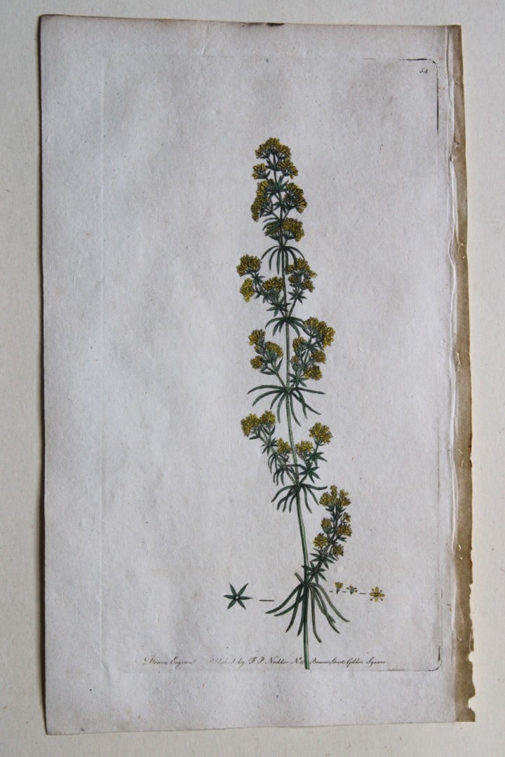 Engraving  by FP Nodder from Flora Rustica 1792 (1 of 1)