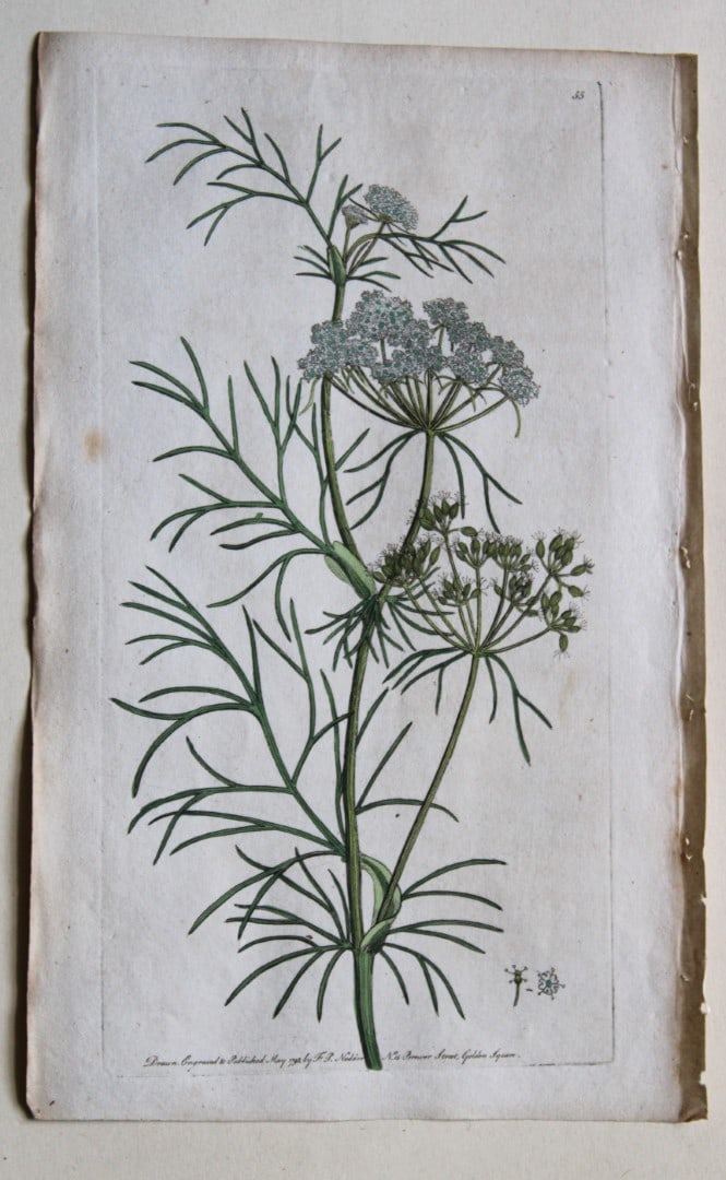 Engraving  by FP Nodder from Flora Rustica 1792 (1 of 1)