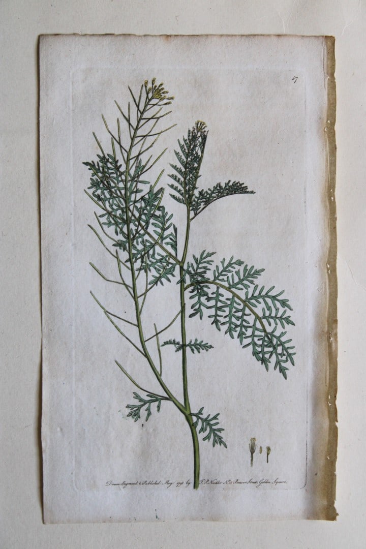 Engraving  by FP Nodder from Flora Rustica 1792 (1 of 1)