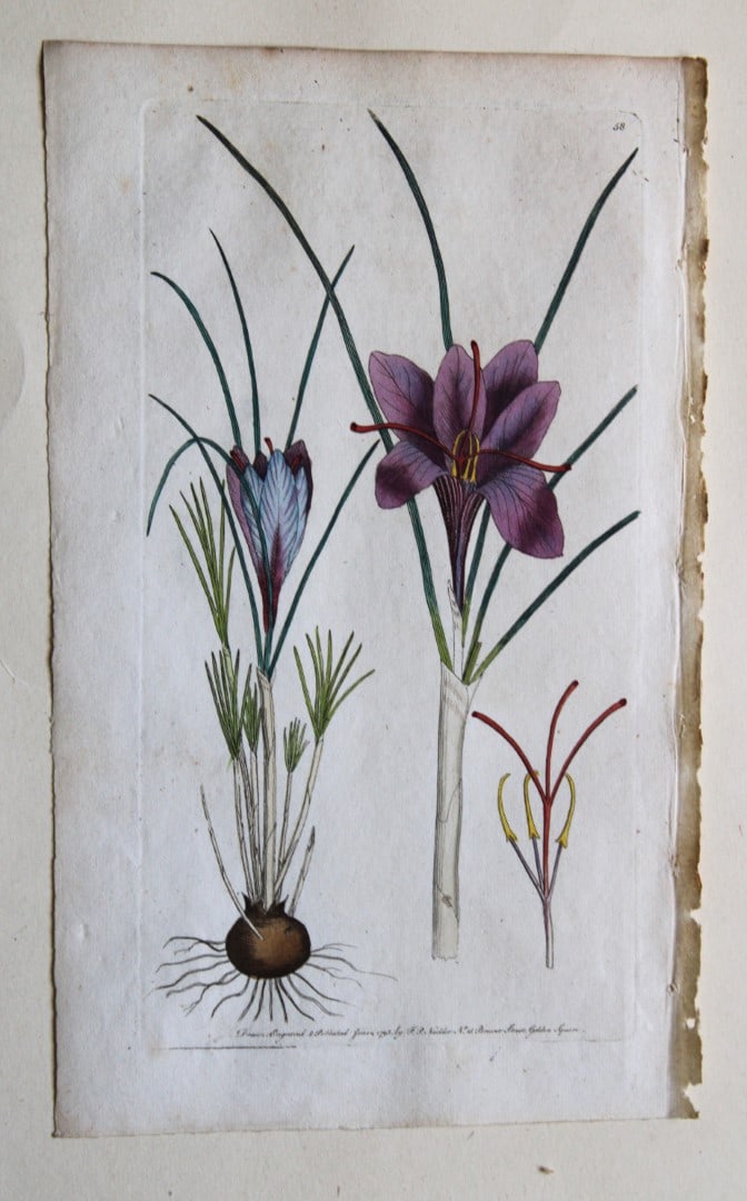 Engraving  by FP Nodder from Flora Rustica 1792 (1 of 1)