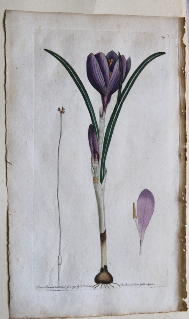 Engraving  by FP Nodder from Flora Rustica 1792 (1 of 1)