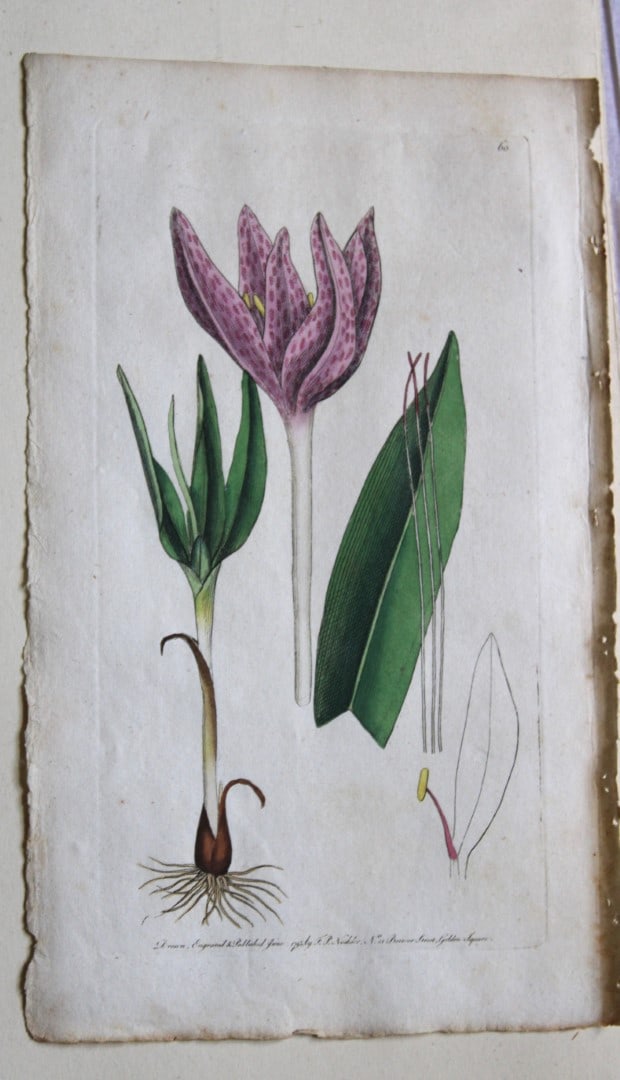 Engraving  by FP Nodder from Flora Rustica 1792 (1 of 1)