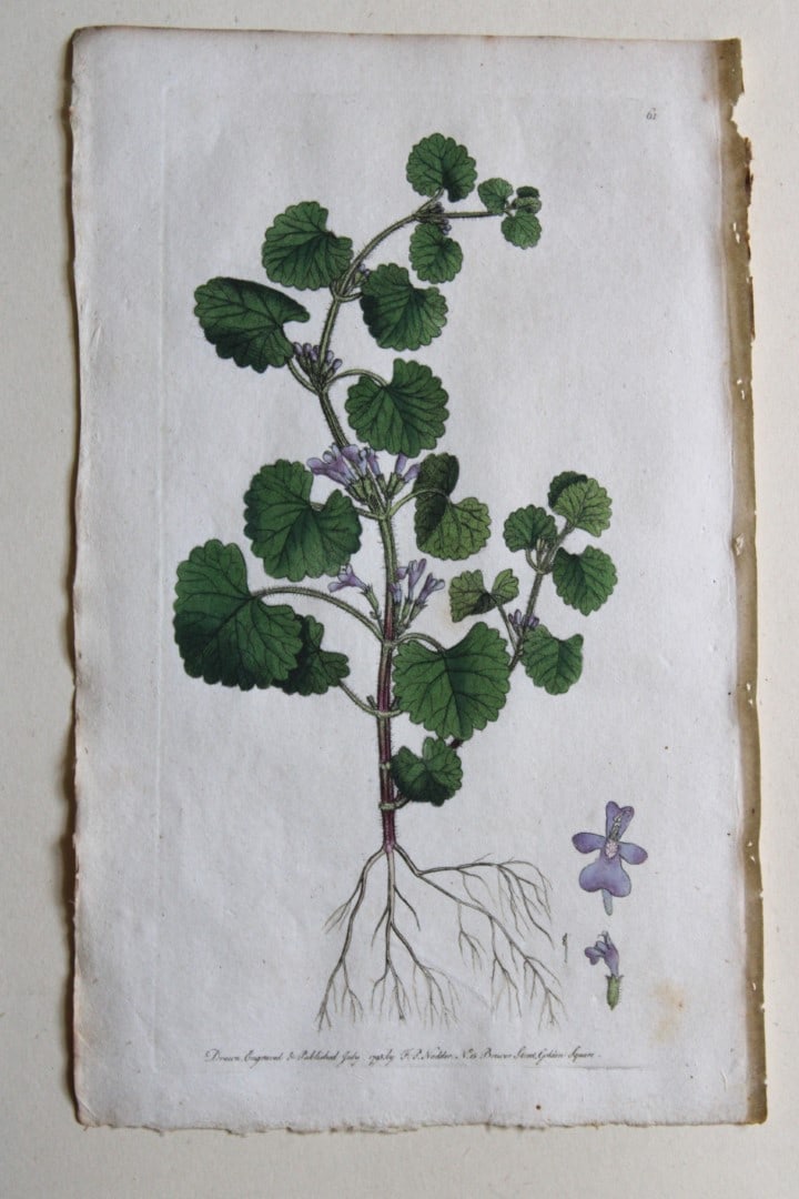 Engraving  by FP Nodder from Flora Rustica 1792 (1 of 1)