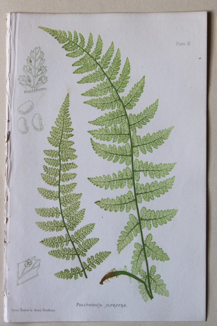 4 antique prints of ferns by Thomas Moore 1863 (1 of 4)