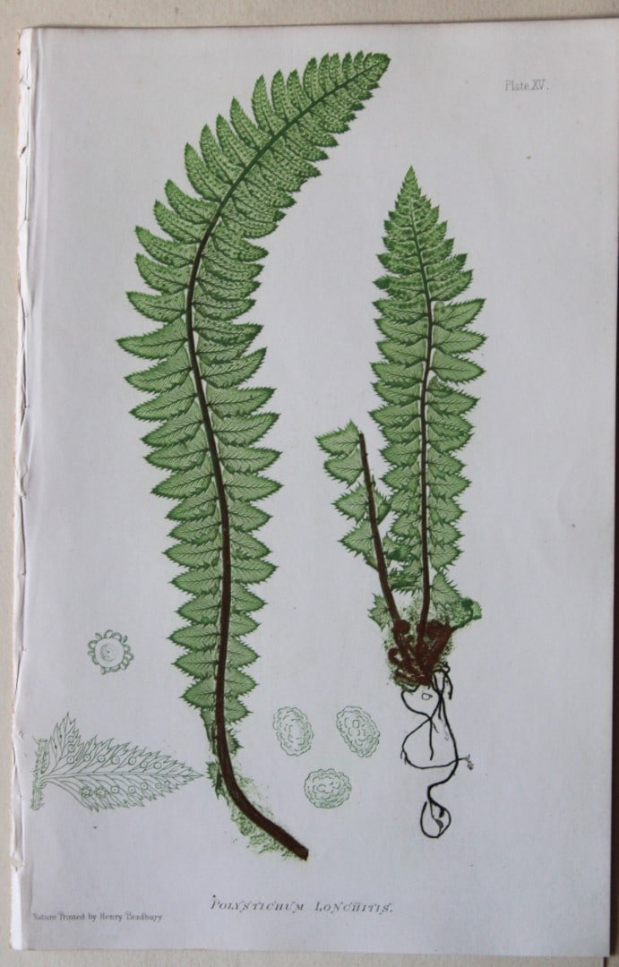 4 antique prints of ferns by Thomas Moore 1863 (1 of 4)