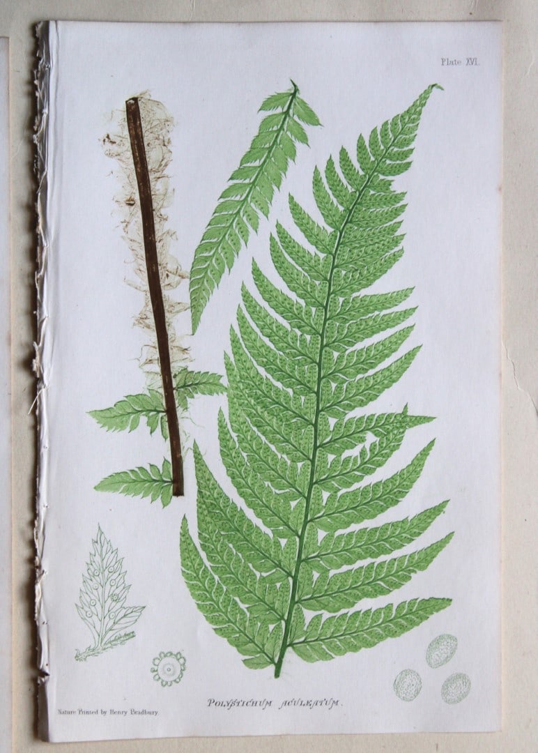 4 antique prints of ferns by Thomas Moore 1863 (1 of 4)