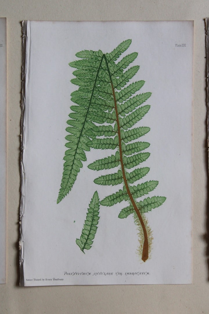 4 antique prints of ferns by Thomas Moore 1863 (1 of 4)