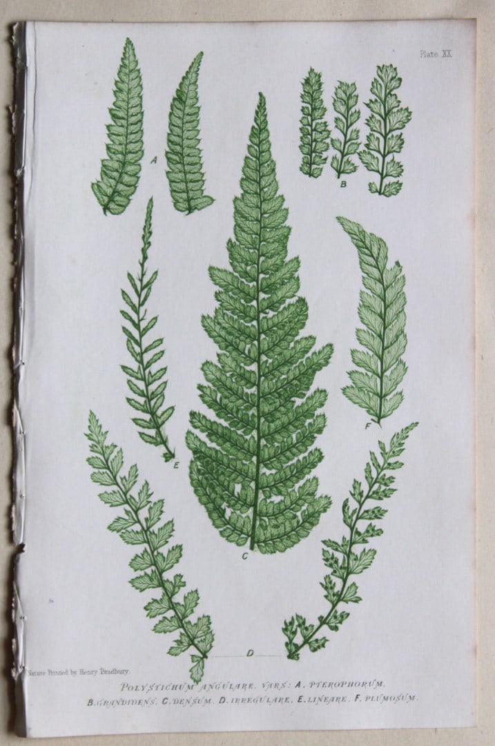 3 antique prints of ferns by Thomas Moore 1863 (1 of 3)