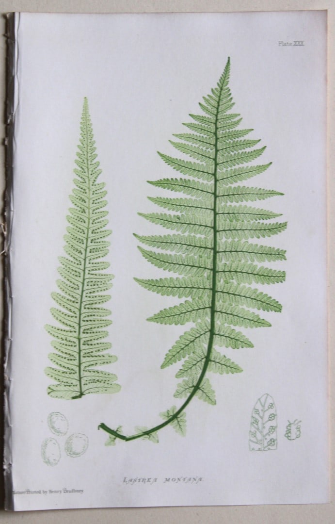 4 antique prints of ferns by Thomas Moore 1863 (1 of 4)