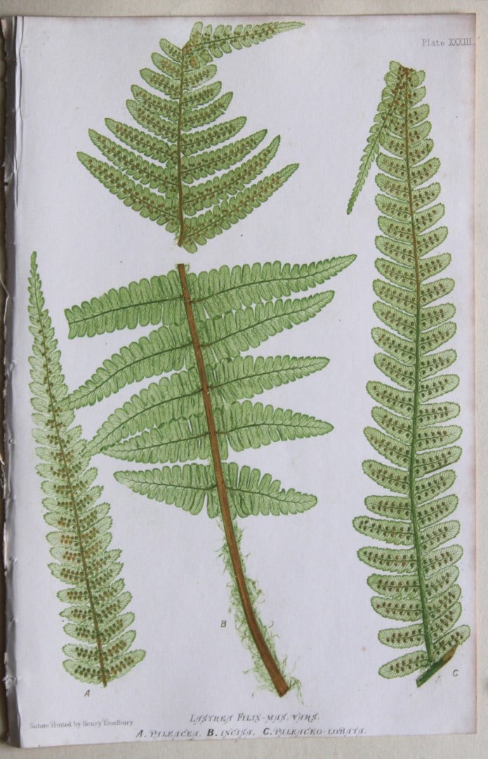 4 antique prints of ferns by Thomas Moore 1863 (1 of 4)