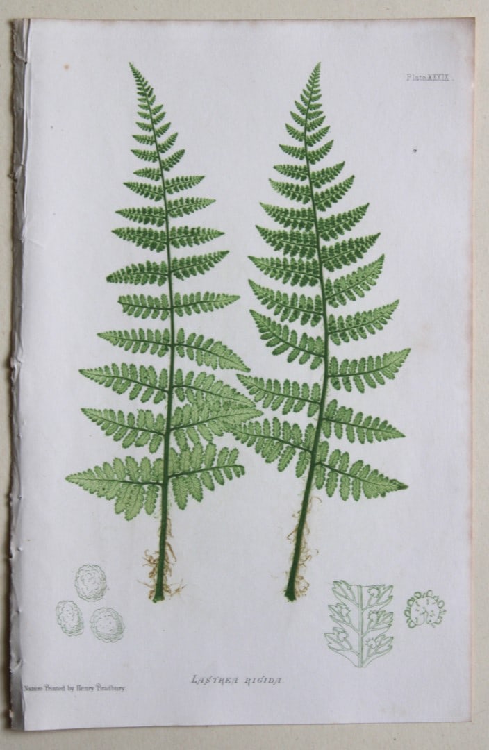 3 antique prints of ferns by Thomas Moore 1863 (1 of 3)