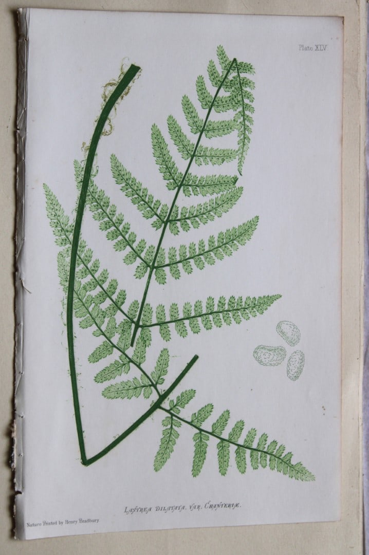 4 antique prints of ferns by Thomas Moore 1863 (1 of 4)