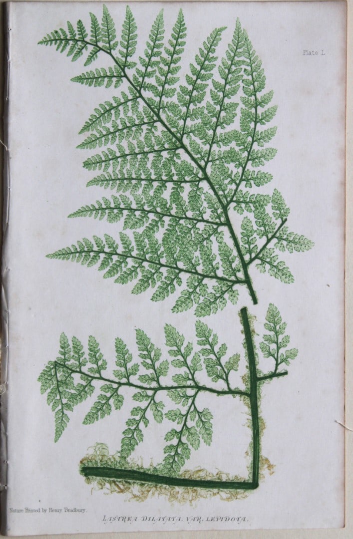 4 antique prints of ferns by Thomas Moore 1863 (1 of 4)