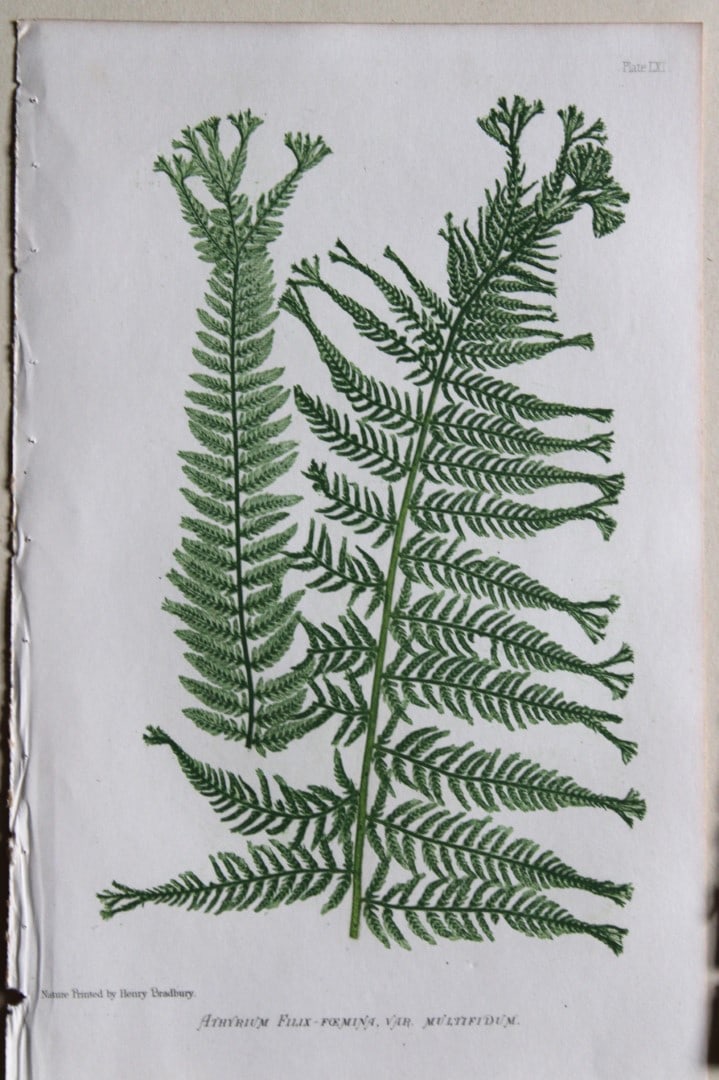 4 antique prints of ferns by Thomas Moore 1863 (1 of 4)
