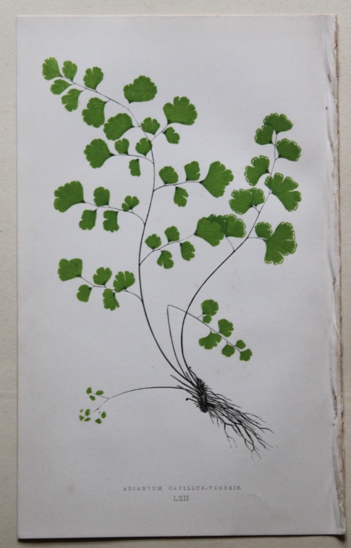 4 hand-coloured fern engravings by E Lowe 1869 (1 of 4)