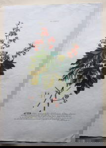 Acer by Ehret for Plantae Selectae by Trew, 1750
