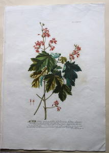 Acer by Ehret for Plantae Selectae by Trew, 1750