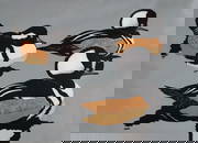Hooded Mergansers by Robert Gillmor.