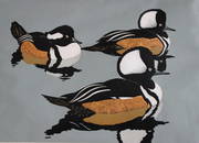 Hooded Mergansers by Robert Gillmor.