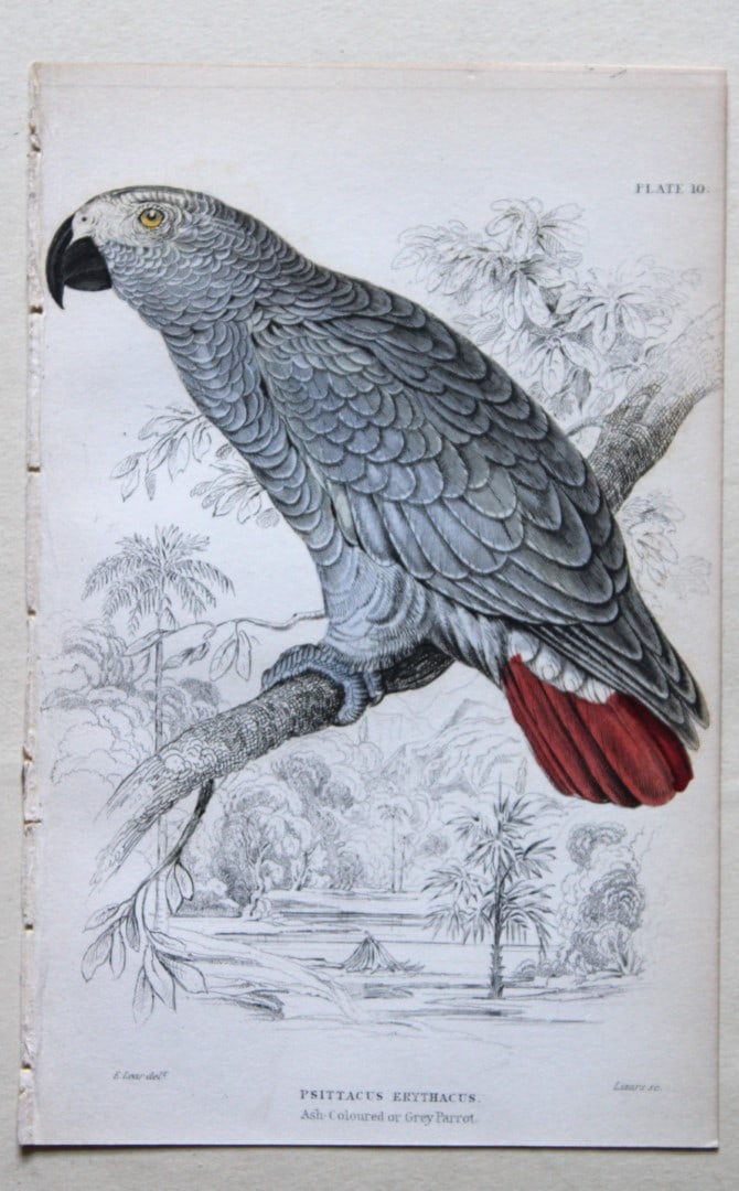 Ash-coloured or Grey Parrot by Edward Lear 1836: This fine original hand-coloured steel engraving of the Ash-coloured or Grey Parrot or Psittacus erythacus is from Parrots, Volume X of the Naturalist?s Library series, published by Chatto & Windus, L