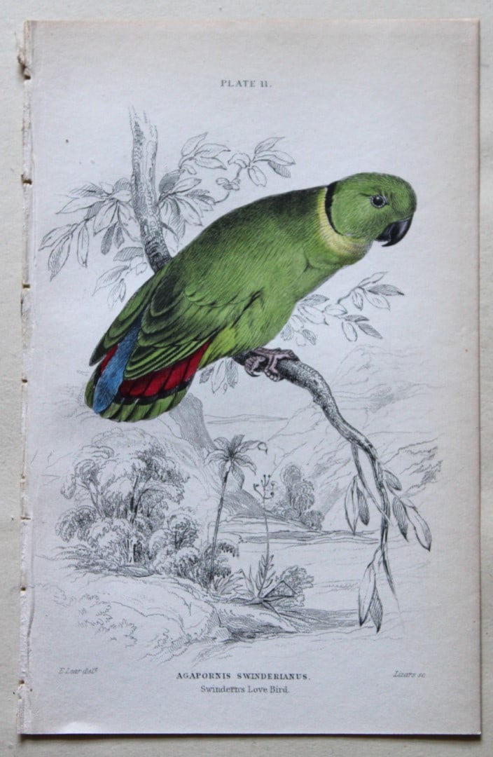 Swindern's Love-bird by Edward Lear 1836: This fine original hand-coloured steel engraving of the Swindern's Love-bird or Agapornis Swinderianus is from Parrots, Volume X of the Naturalist?s Library series, published by Chatto & Windus, Londo