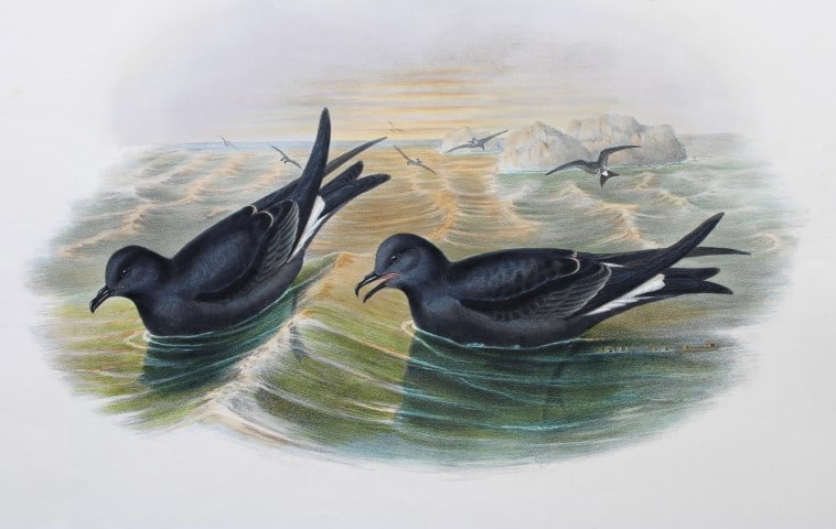 Gould Birds of GB - Fork-tailed Storm-Petrel (1 of 3)