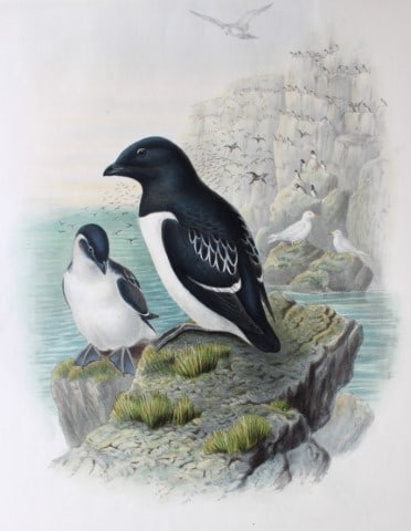 Gould Birds of GB - Little Auk (1 of 4)