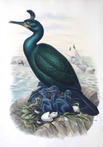Gould Birds of GB - Crested Cormorant or Shag (1 of 3)