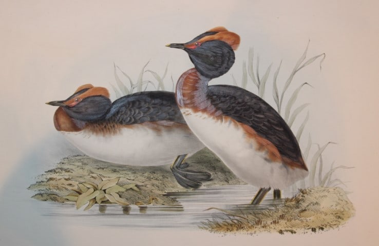 Gould Birds of Europe - Horned Grebe 1832-37: This amazing lithograph of the Horned Grebe (Podiceps cornutus) is from John Gould's The Birds of Europe, issued in parts between 1832-37. This plate is number 45 from volume 5 of this work and was dr