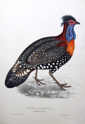 Rare Gould Birds of Himalayas - Hastings Tragopan 1830: This rare lithograph of Hastings Tragopan (Tragopan hastingsii) is from John Gould's A Century of Birds from the Himalaya Mountains. Issued in parts between 1830 and 1832, drawn and lithographed by E 