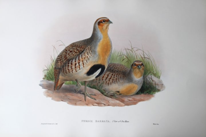 Gould Birds of Asia - Bearded Partridge 1849: This original lithograph of the Bearded Partridge (Perdix Barbata) is from John Gould's Birds of Asia, issued in 35 parts between 1849 and 1883, the last three being issued after Gould's death in 1881
