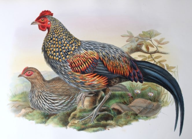 Gould Birds of Asia - Sonnerat's Jungle-fowl 1849: This original lithograph of the Sonnerat's Jungle-fowl (Gallus Sonnerati) is from John Gould's Birds of Asia, issued in 35 parts between 1849 and 1883, the last three being issued after Gould's death 