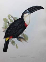 Gould  original lithograph of Lemon-rumped Toucan 1833