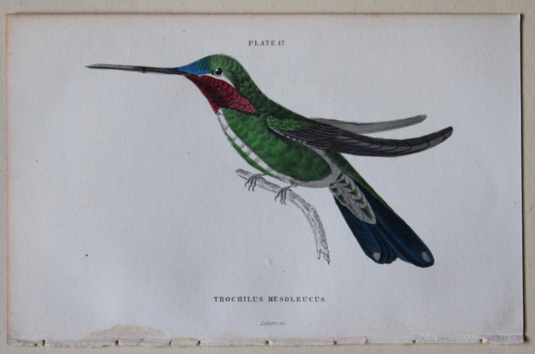 4 Hummingbird prints by Jardine & WH Lizars 1833: These hand-coloured engravings of Humming Birds are from The Natural History of Humming Birds Part 2 of The Naturalist's Library by Sir William Jardine, Bart and engraved by WH Lizars, Edinburgh 1833.