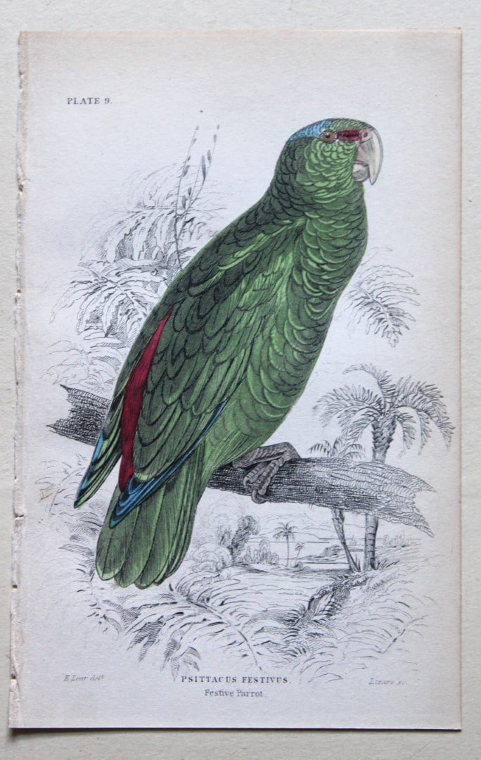 Festive Parrot by Edward Lear 1836: This fine original hand-coloured steel engraving of the Festive Parrot or Psittacara festivus is from Parrots, Volume X of the Naturalist?s Library series, published by Chatto & Windus, London 1836.Th