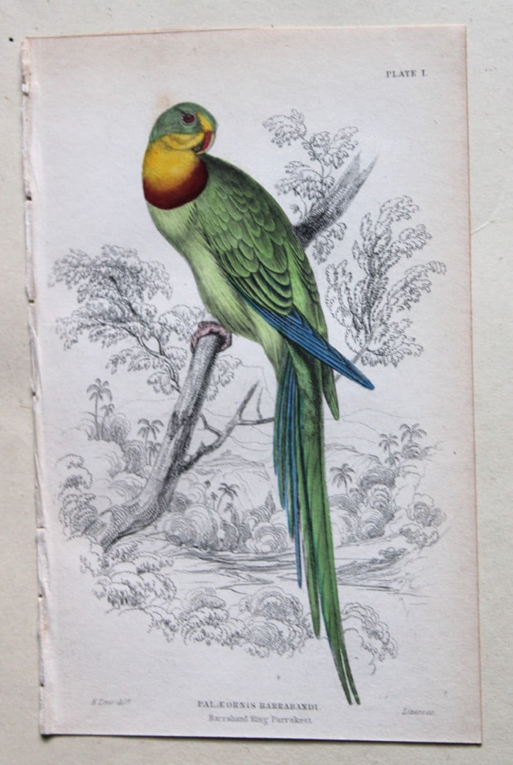 Barraband Ringed-Parakeet by Edward Lear 1836 (1 of 1)