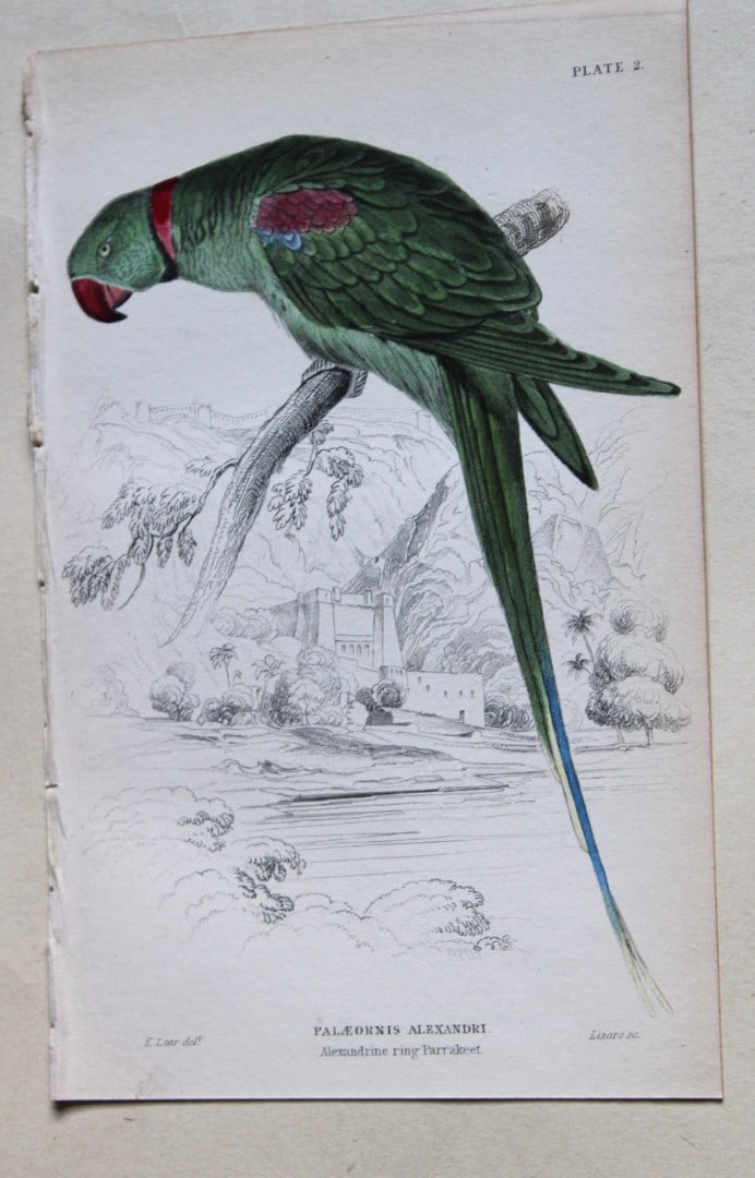 Alexandrine Ring-Parakeet by Edward Lear 1836: This fine original hand-coloured steel engraving of the Alexandrine Ring-Parakeet or Palaeornis Alexandri is from Parrots, Volume X of the Naturalist?s Library series, published by Chatto & Windus, Lo