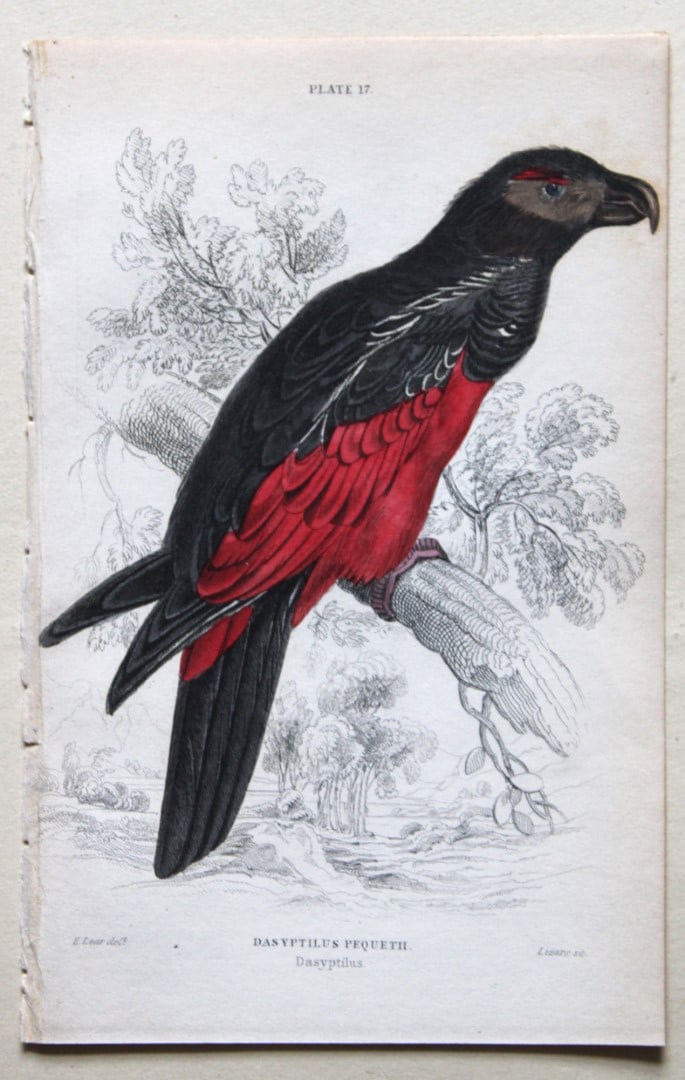 Pesquet's Dasyptilus by Edward Lear 1836: This fine original hand-coloured steel engraving of the Pesquet's Dasyptilus or Dasyptilus Pequetii is from Parrots, Volume X of the Naturalist?s Library series, published by Chatto & Windus, London 1