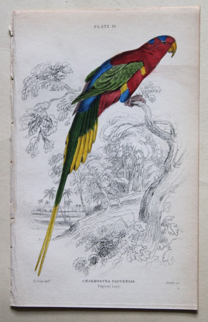 Papuan Lory by Edward Lear 1836: This fine original hand-coloured steel engraving of the Papuan Lory or Charmosyna Papuensis is from Parrots, Volume X of the Naturalist?s Library series, published by Chatto & Windus, London 1836.The