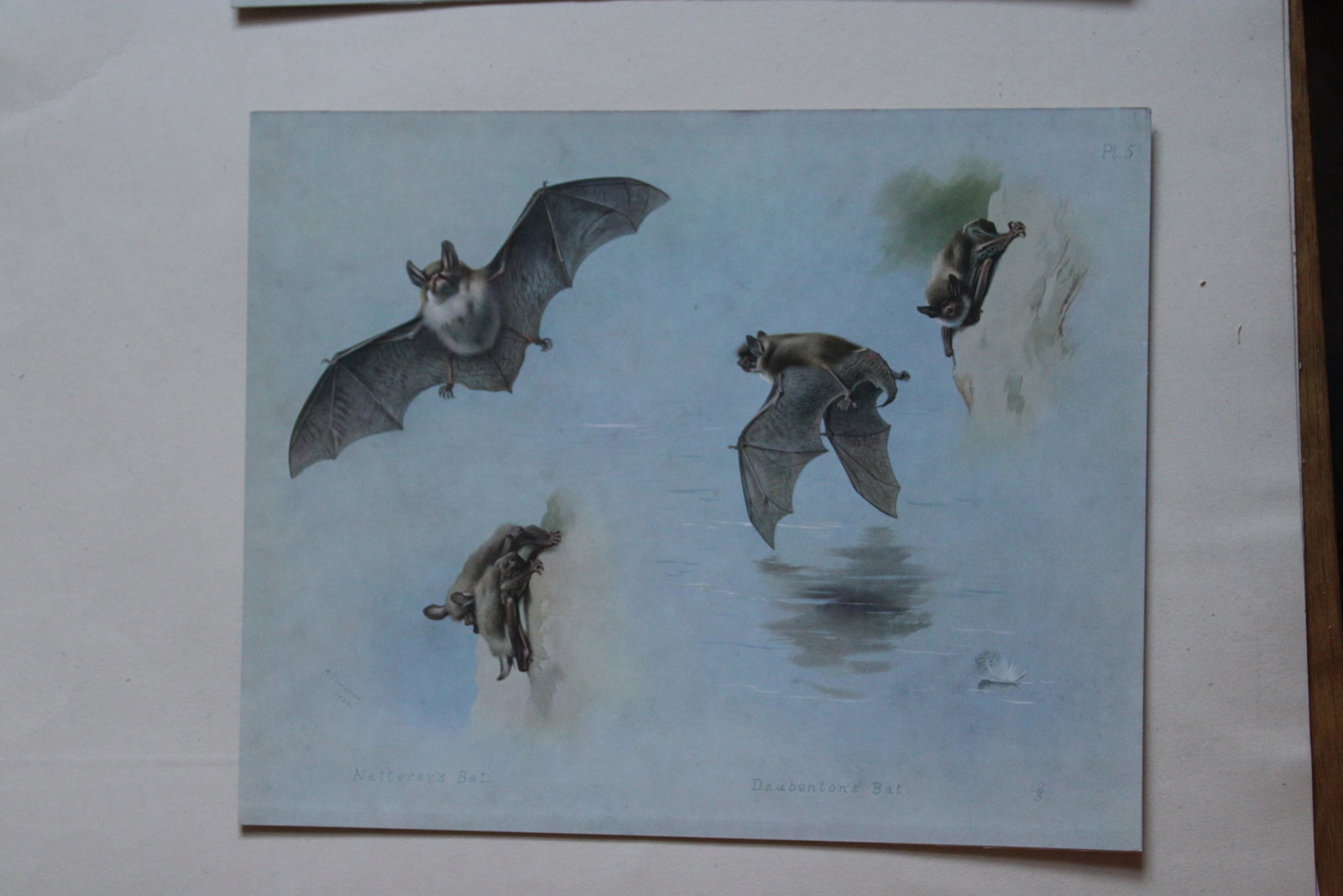 3 prints of Bats by A Thorburn 1920: These original antique prints of 1.Daubenton's Bat & Natterer's Bat and 2. Bechstein's Bat & Whiskered Bat 3. Greater Horse-shoe Bat & Lesser Horse-shoe Bat are from British Mammals by Archibald Thorb