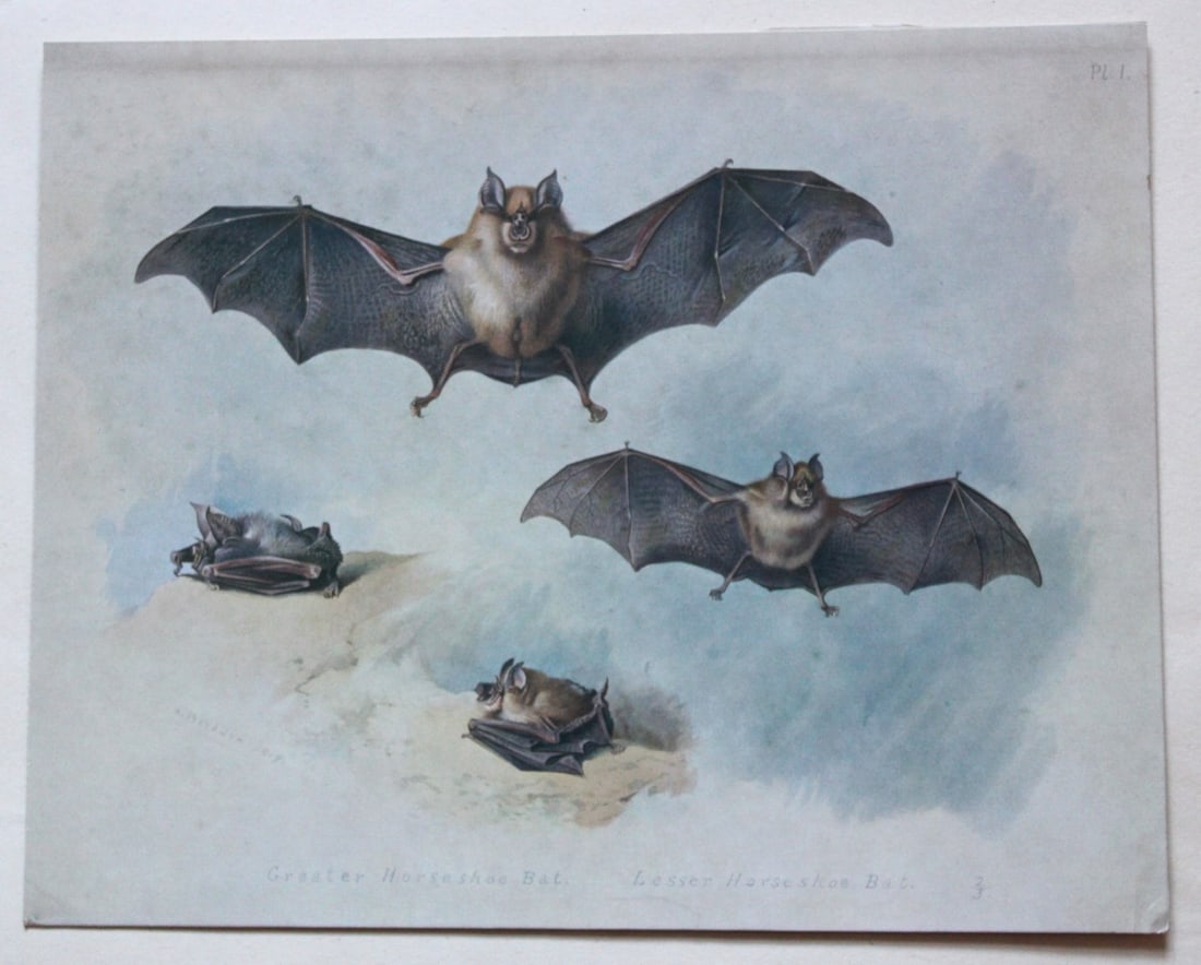 3 prints of Bats by A Thorburn 1920: These original antique prints of 1.Noctule & Pipistrelle Bat and 2. Serotine and Leisler's Bat 3. Barbastelle & Long-eared Bat are from British Mammals by Archibald Thorburn. Published by Longmans, Gr