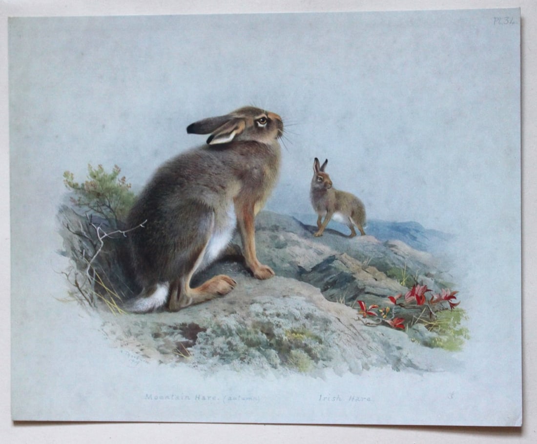 2 prints of Mountain & Irish Hares by A Thorburn 1920 (1 of 2)