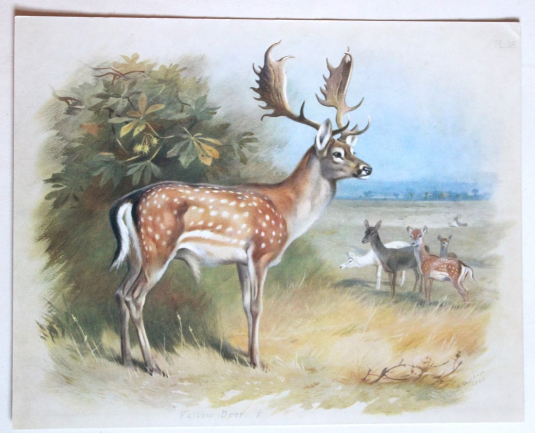 3 prints of Deer by A Thorburn 1920 (1 of 3)
