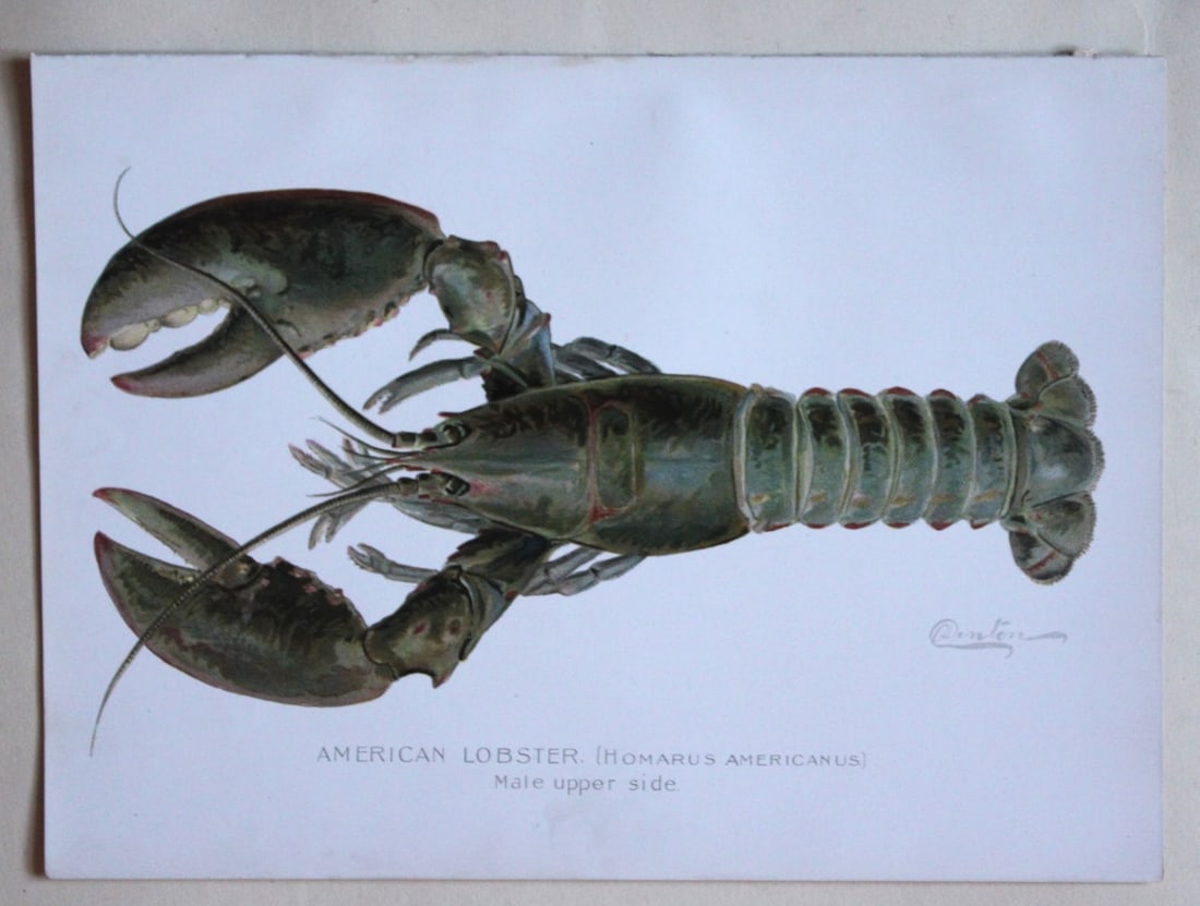 American Lobster - Male upperside by S Denton 1899: This plate is by Sherman F. Denton from the Forest, Fish and Game Commission NYS Annual Report 1895-1900. Sherman Foote Denton (1856-1937) is best known for the nature drawings that he was commissione