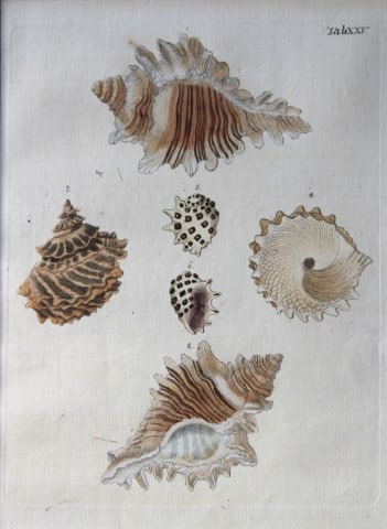 Sea snail shells by George Knorr 1764 (1 of 2)