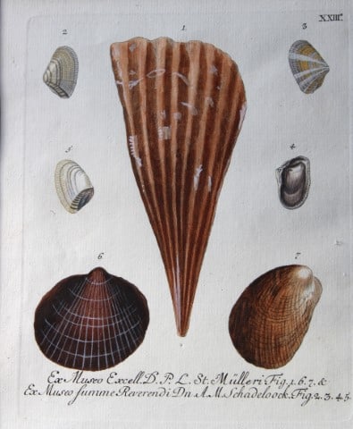 Shells by George Knorr 1765 (1 of 2)