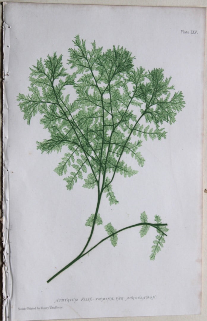 3 antique prints of ferns by Thomas Moore 1863: These prints are from Nature-Printed British Ferns: Being Figures and Descriptions of the Species and Varieties of Ferns Found in the United Kingdom by Thomas Moore. Published by Bradbury & Evans, Lon