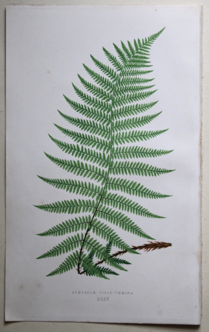 4 hand-coloured fern engravings by E Lowe 1869 (1 of 4)